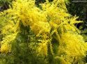 mimose